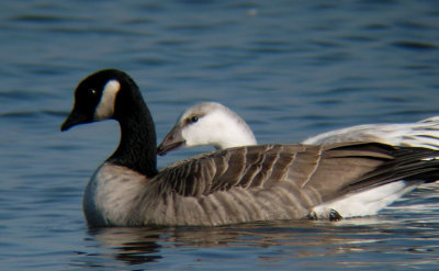 Ross's x Snow Goose hybrid?
