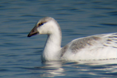Ross's x Snow Goose hybrid?