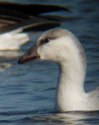Ross's x Snow Goose hybrid?