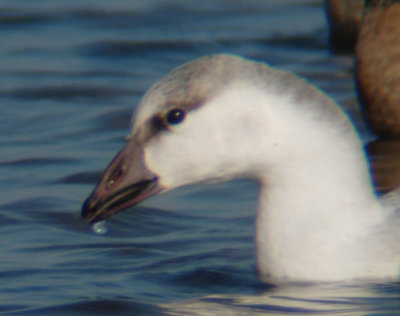 Ross's x Snow Goose?