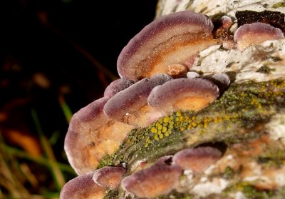 Aspen Fungi