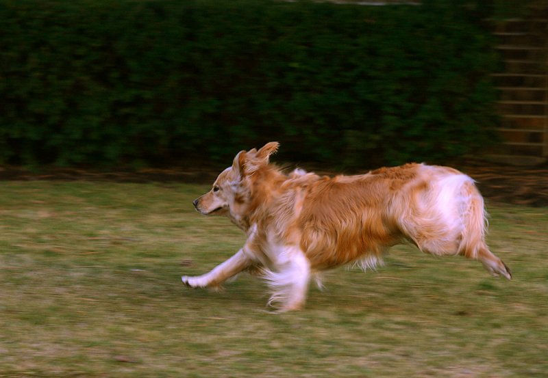 Run Doggy Run