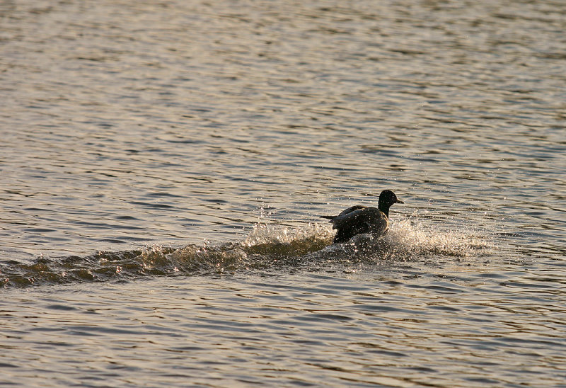 Landing on Water