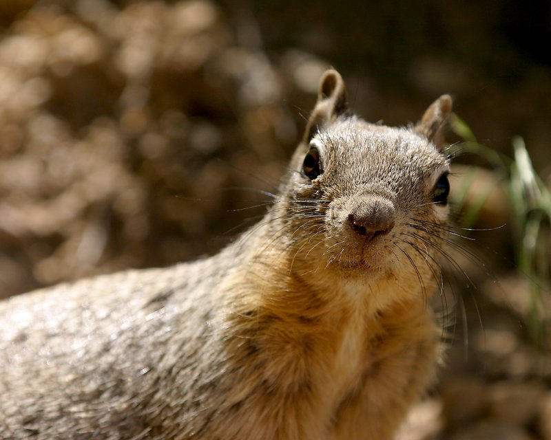 Me and My Whiskers