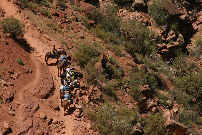 Cavalry on Look Out