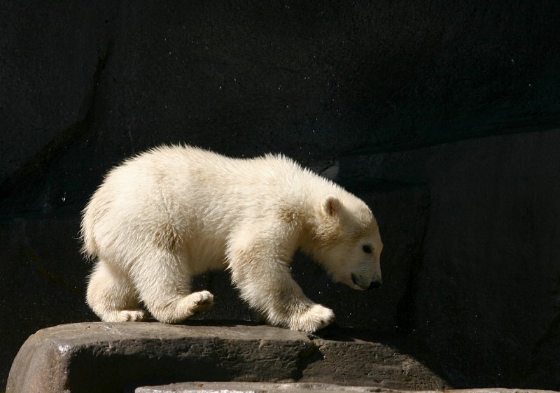 Hudson: The Little Polar Bear