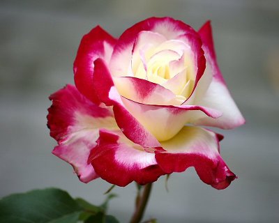 rose3.jpg