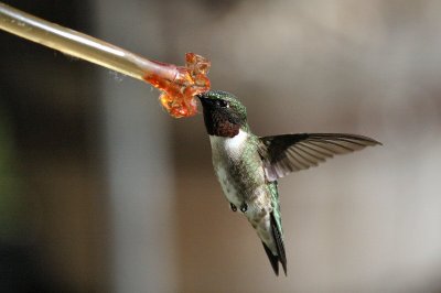 Hummer.jpg