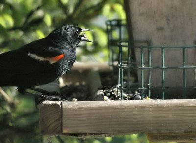 Blackbird.jpg