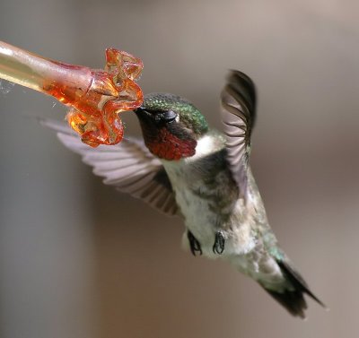 Hummer eyes closed.jpg
