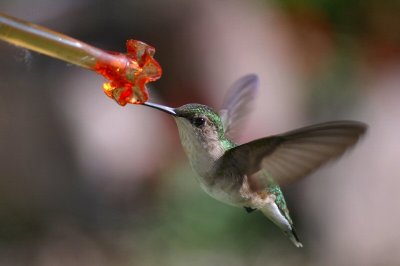 Hummer2.jpg
