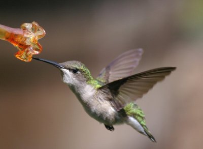 hummers