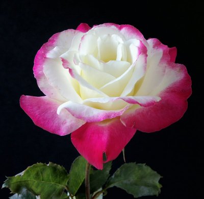 last rose.jpg