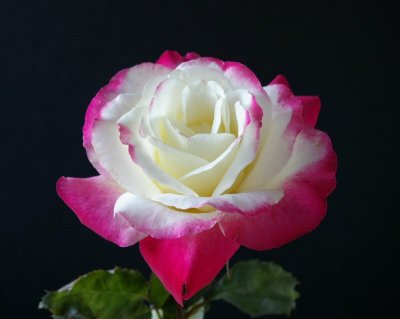 rose2.jpg