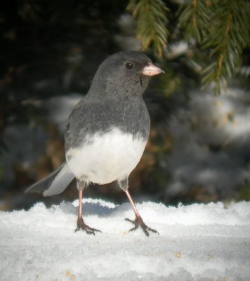 Junco ardoisé / Dark-eyed Junco