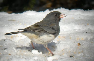 Junco ardoisé / Dark-eyed Junco