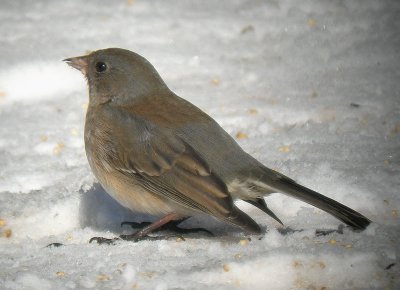 Junco ardoisé / Dark-eyed Junco