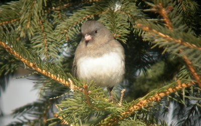 Junco ardoisé / Dark-eyed Junco