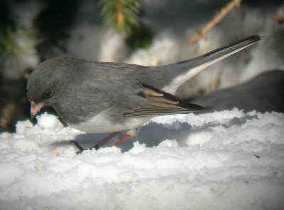 Junco ardoisé / Dark-eyed Junco