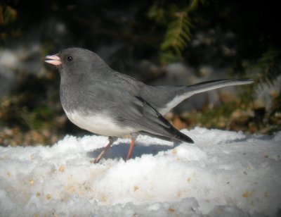 Junco ardoisé / Dark-eyed Junco