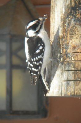 Pic Mineur / Downy Woodpecker