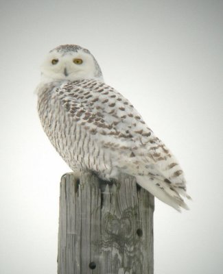 Harfang des neiges / Snowy Owl