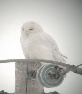 Harfang des neiges / Snowy Owl