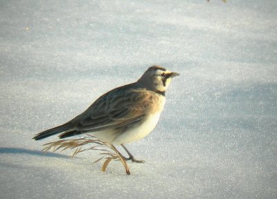 Alouette hausse-col / Horned Lark