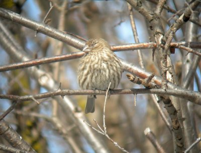 Roselin familier / House finch