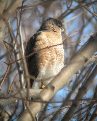 pervier de Cooper / Cooper's Hawk