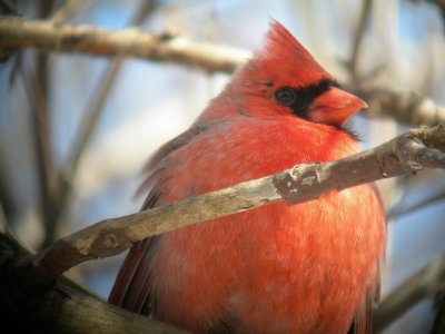 Cardinal rouge / Northern Cardinal