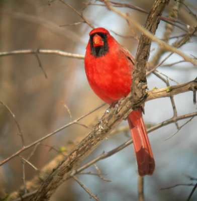 Cardinal rouge / Northern Cardinal