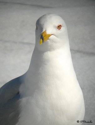 Goéland à bec cerclé / Ring-billed Gull