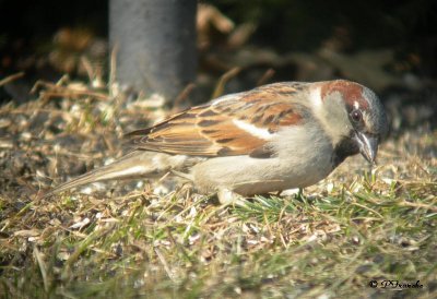 Moineau domestique / House Sparrow