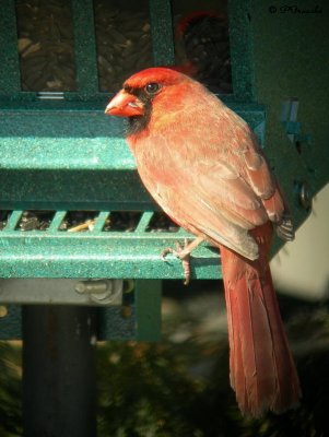 Cardinal rouge / Northern Cardinal