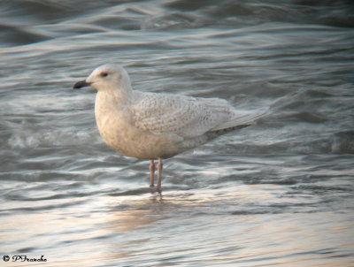 Goéland arctique / Iceland Gull