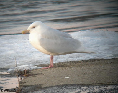 Goéland bourgmestre / Glaucous Gull