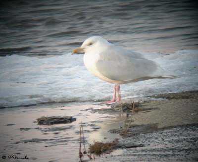 Goéland bourgmestre / Glaucous Gull