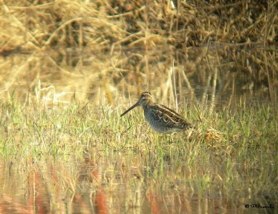 Bécassine de Wilson / Common Snipe