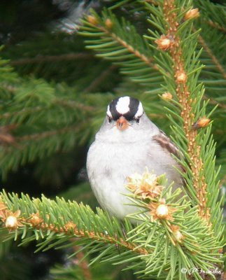 Bruant à couronne blanche / White-crowned Sparrow
