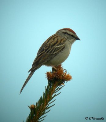 Bruant familier / Chipping Sparrow
