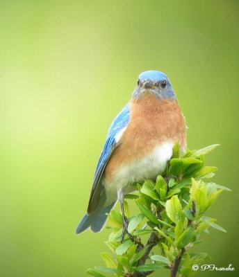 Merlebleu de l'Est / Eastern Bluebird