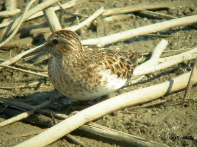 Bécasseau minuscule / Least Sandpiper