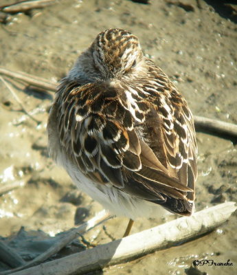 Bécasseau minuscule / Least Sandpiper