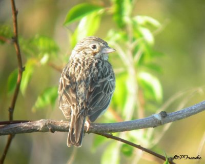 Bruant vespéral / Vesper Sparrow