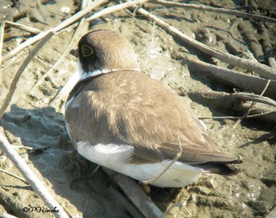 Pluvier semipalmé / Semipalmated Plover