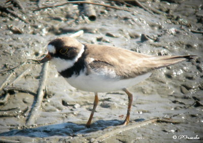 Pluvier semipalmé / Semipalmated Plover