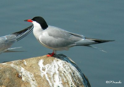 Sterne pierregarin / Common Tern