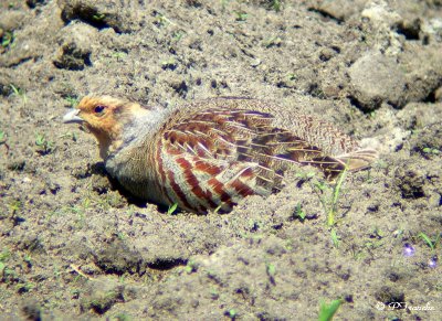 Perdrix grise / Gray Partridge