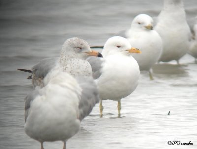 Goland  bec cercl - Ring-billed Gull